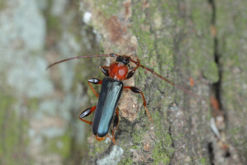 Tanbark Borer - Violet Tanbark Beetle (Phymatodes testaceus) - violet form - Bark and wood borer insect.