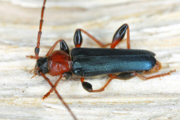 Tanbark Borer - Violet Tanbark Beetle (Phymatodes testaceus) - violet form - Bark and wood borer insect.