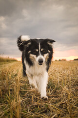 border collie is going in the field in the nature, in mountain in czech republic. She is very happy.