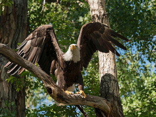 Bald Eagle taking flight from green tree branch in Colorado, USA