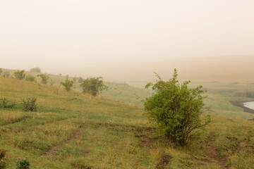 Fototapeta na wymiar Hilly foggy landscape with wild rose bushes