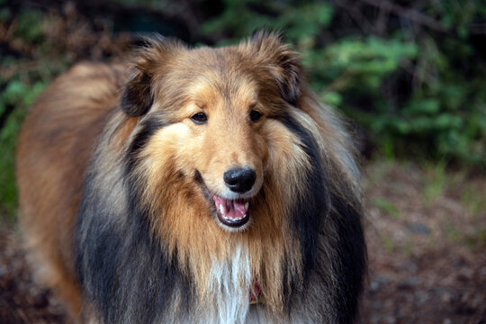 Handsome sheltie dog closeup portrait
