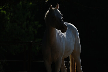 Young white horse on Texas ranch with rim lighting for portrait.