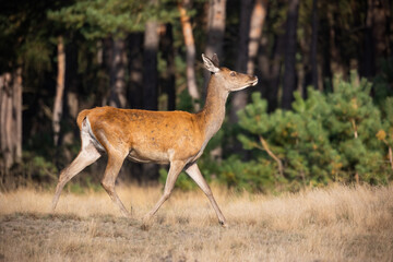 Naklejka na ściany i meble Cautious red deer, cervus elaphus, walking in national park in Netherlands. Hind in motion on dry field in autumn. Female mammal moving on grassland in Hoge Veluwe.
