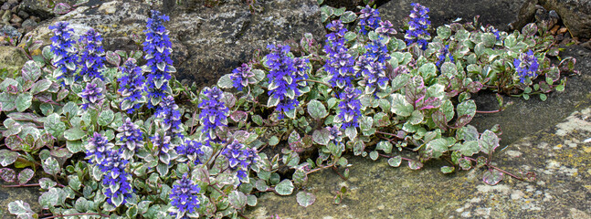 Ajuga repens in full bloom