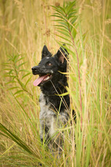 Portrait of dog puppy mudi. She is so nice dog.