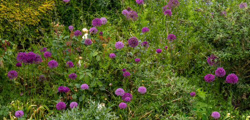 Obraz premium A garden border of purple allium in bloom