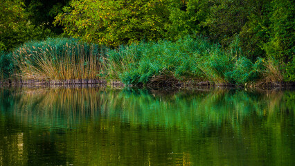 Summer landscape at lake, green reeds and trees symmetrically reflected in water mirror