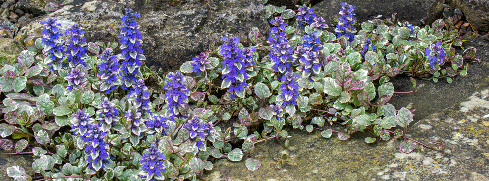 Ajuga repens in full bloom