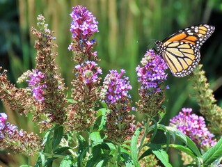 monarch butterfly on flower