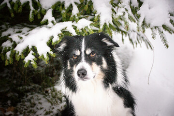 Tricolor border collie is sitting in the snow. He is so fluffy dog.
