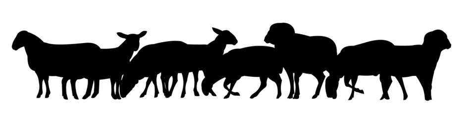 Sheep graze in pasture. Picture silhouette. Farm pets. Domestic animals wool. Isolated on white background. Vector