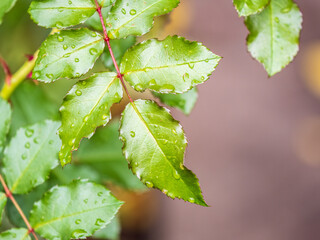 Green leaves with water drops after rain