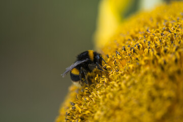 Bumblebee collecting pollen from sunflower