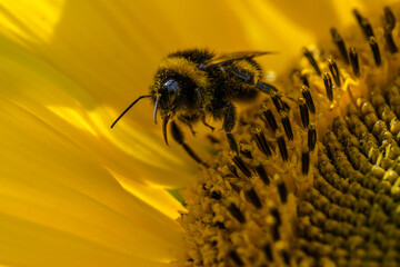 Bumblebee collecting pollen from sunflower
