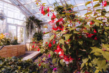 Peaceful and calming interior of blooming greenhouse