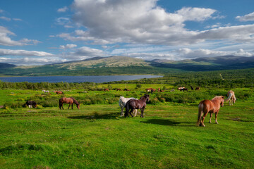 Fototapeta na wymiar Horses grazing in the pasture, Litlefjellet village, Central Norway 