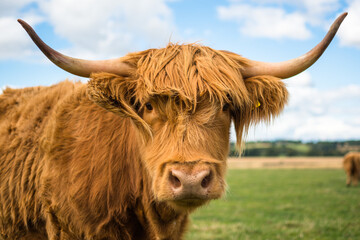 scottish highland cow - obrazy, fototapety, plakaty
