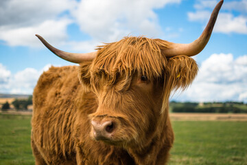Scottish Highland Cow 