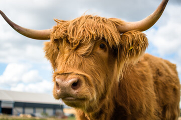 Scottish Highland Cow 