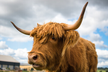 scottish highland cow