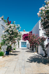 Streets of village of Pyrgos with Cycladic houses and the Bougainvillea flowers tree on Tinos island, Cyclades, Greece