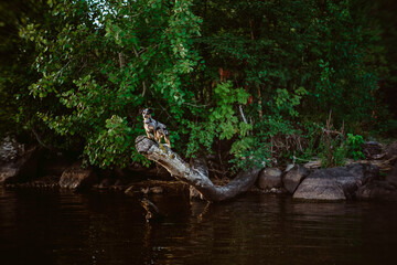 Miniature dachshund in marble color playing outdoors