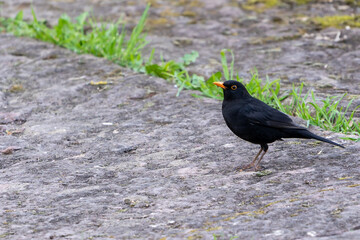 Amsel