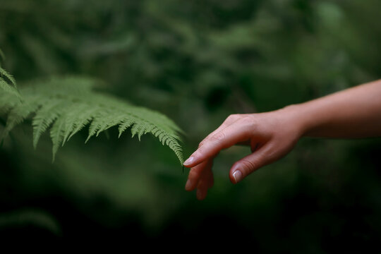 Fototapeta A woman's hand and a fern leaf. Man and nature