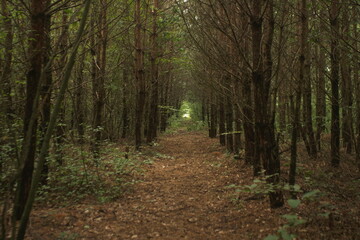 a road in a young forest