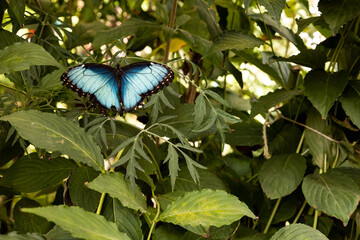 Piękny błękitny motyl.Morpho peleides. © Oktawian