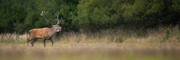 Red deer, cervus elaphus, roaring on dry meadow in autumn with copy space. Wild stag walking on...