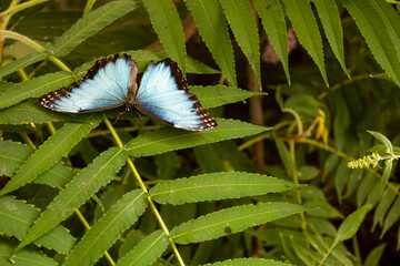 Piękny błękitny motyl.Morpho peleides.