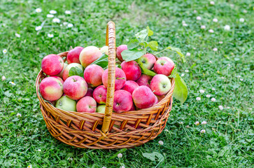 Ripe apples in a wicker basket on a background of grass.