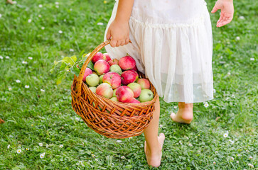 A little girl carries a full basket of ripe apples barefoot across the grass.