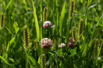 Bright clover flowers among grass, horizontal photo on blurred background. Natural organic plant, outdoor field herb, design element for backgrounds or wallpapers