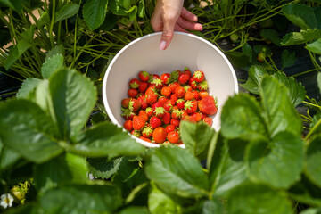 Bowl of freshly picked strawberries in a field garden in summer