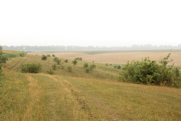Obraz premium Wild rose bushes on the pasture