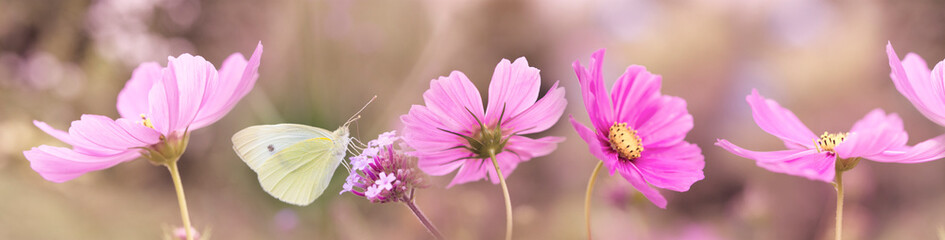 the garden flower and the butterfly - macro photo
