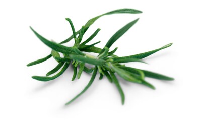 Rosemary twig set. Green herbs on the desk