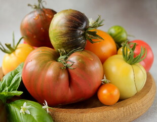tomatoes multicolored on a wooden plate close-up with a sprig of basil on a gray background selective focus