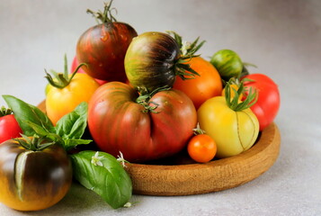tomatoes multicolored on a wooden plate close-up with a sprig of basil on a gray background...