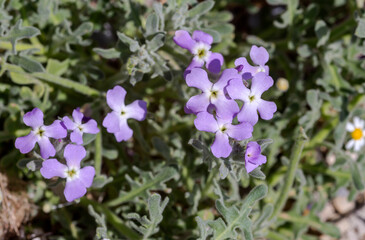 Fototapeta na wymiar Wild flowers (Matthiola sinuata) close-up