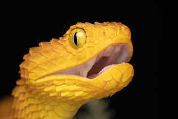 Extreme closeup of a venomous Bush Viper snake