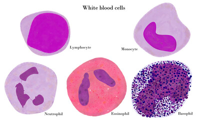 White blood cells
