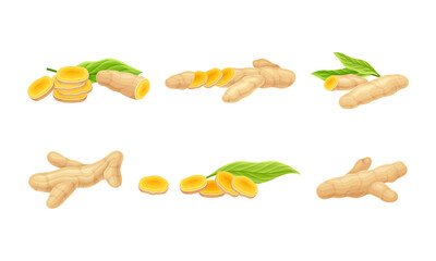 Turmeric or Curcuma Longa Rhizomes Cut Into Slices Vector Set