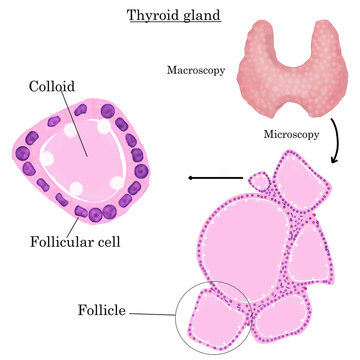 Thyroid gland