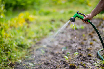 Farmer's hand with garden hose and gun nozzle watering vegetable plants in summer. Gardening concept. Agriculture plants growing in bed row