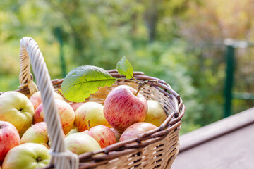 Juicy red apples in a basket. Space for text. Apple harvest theme. Basket with heap of red fresh apples harvest in fall garden.