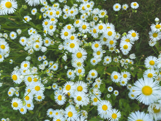 White small flowers Erigeron Annuus in the meadow. Botanical flowers